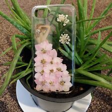 Natural Dried Pressed Flower